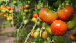 Tomaten