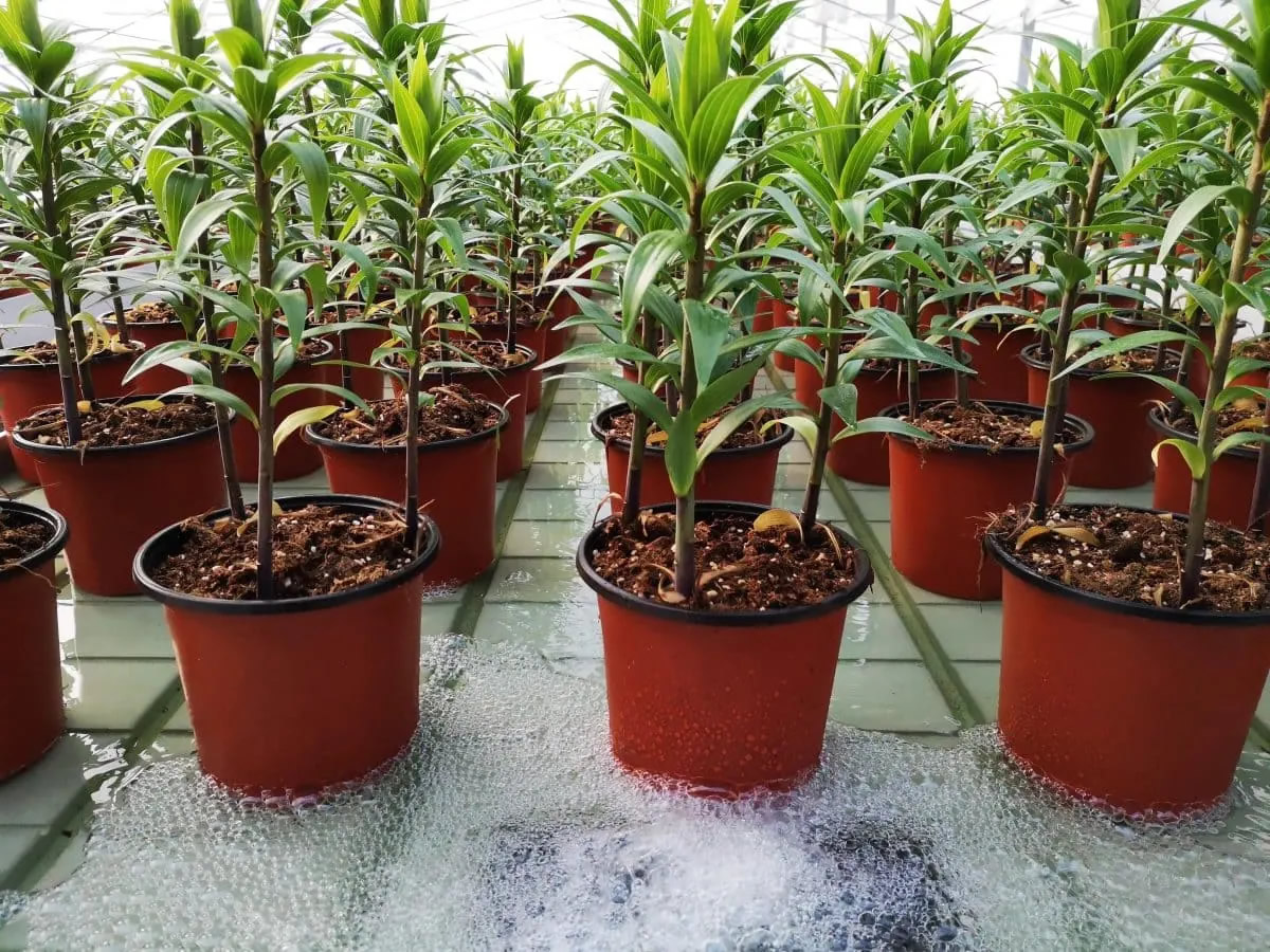 Ebbe- und Fluthydroponik